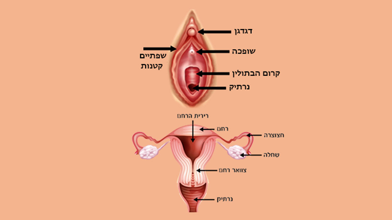גוף האישה: מערכת המין הנקבית