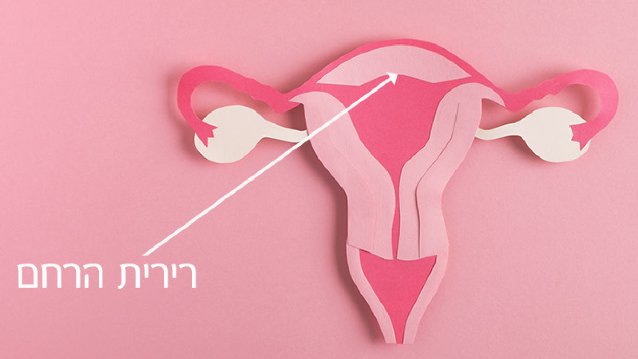 תמונה שמראה את מערכת המין הנקבית ומסמנת את מיקומה של רירית הרחם במערכת